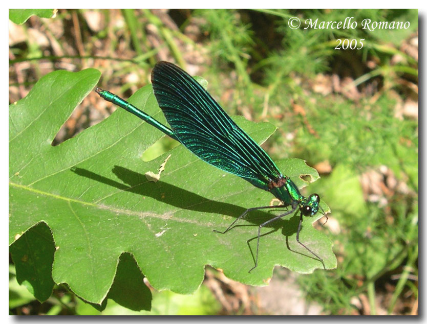Calopteryx haemorrhoidalis